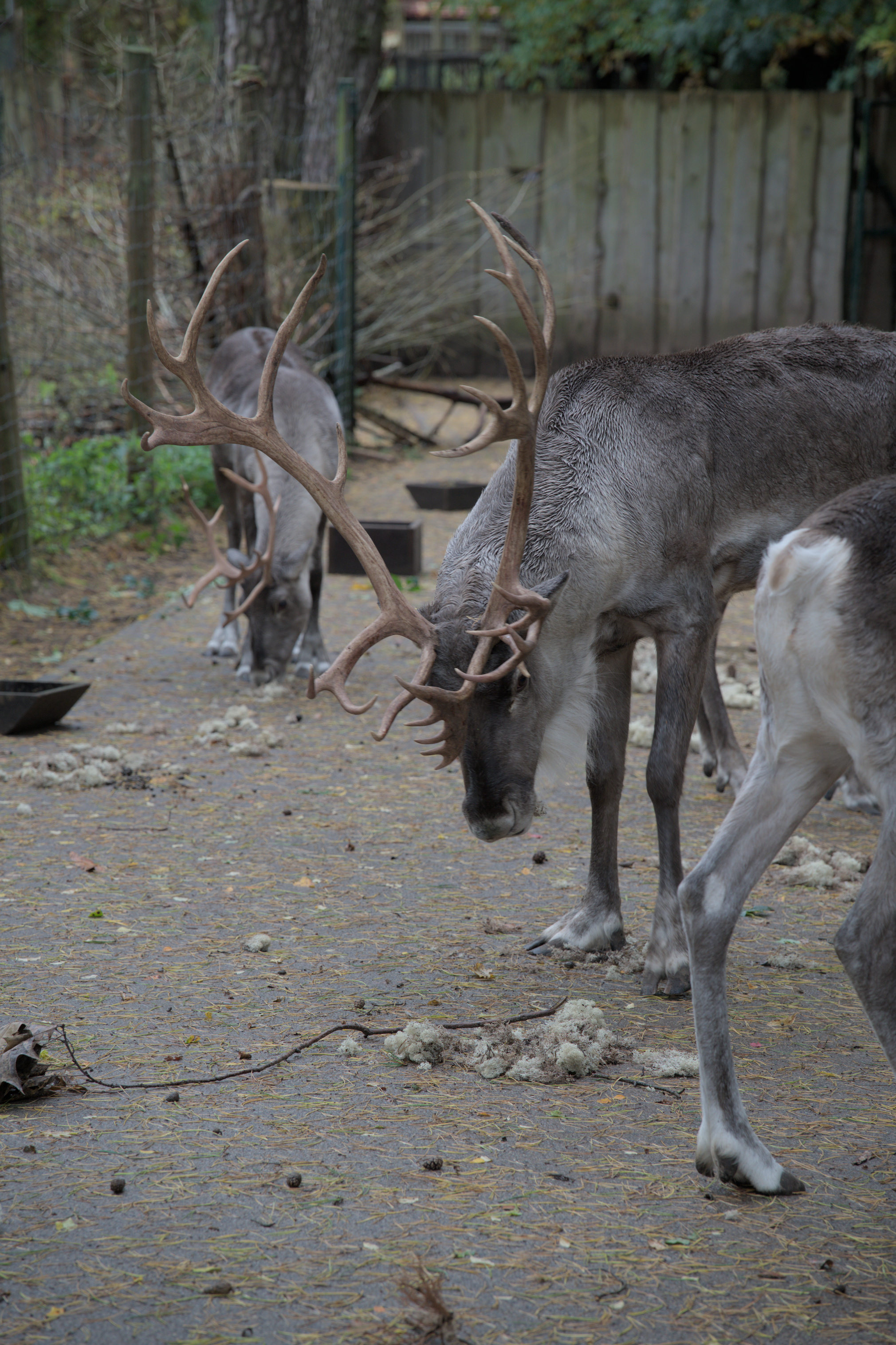 2025/10/12 - zoo/DSC_0077.jpg